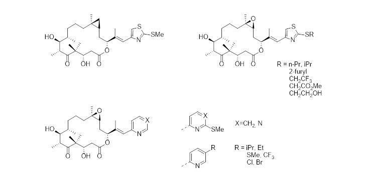 Design, Synthesis, and Biological Properties of Highly Potent  Epothilone B Analogues