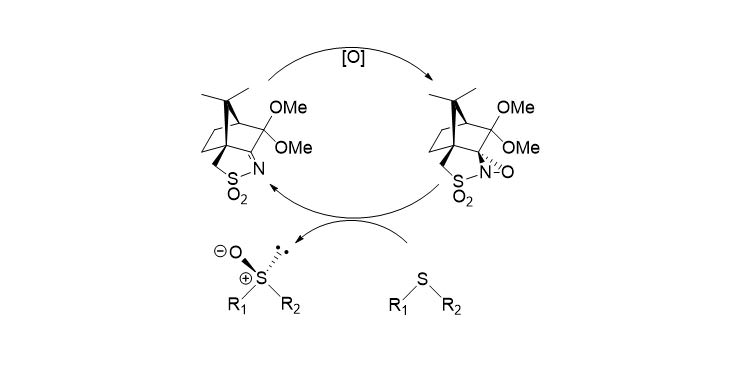 Asymmetric oxidation mediated by imines and iminium salts