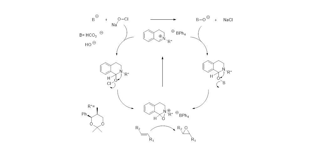 Organocatalysis of asymmetric epoxidation by iminium salts using sodium hypochlorite as the stoichiometric oxidant.