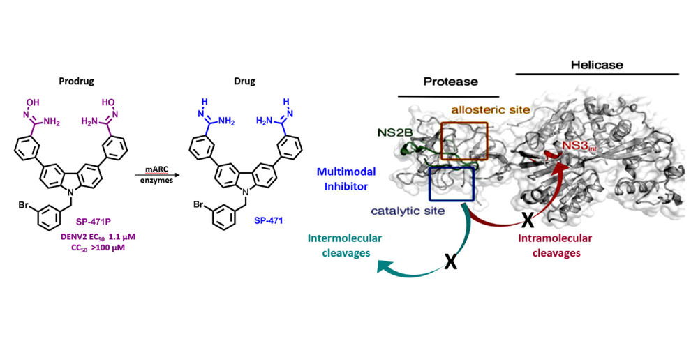 Amidoxime prodrugs convert to potent cell-active multimodal inhibitors of the dengue virus protease