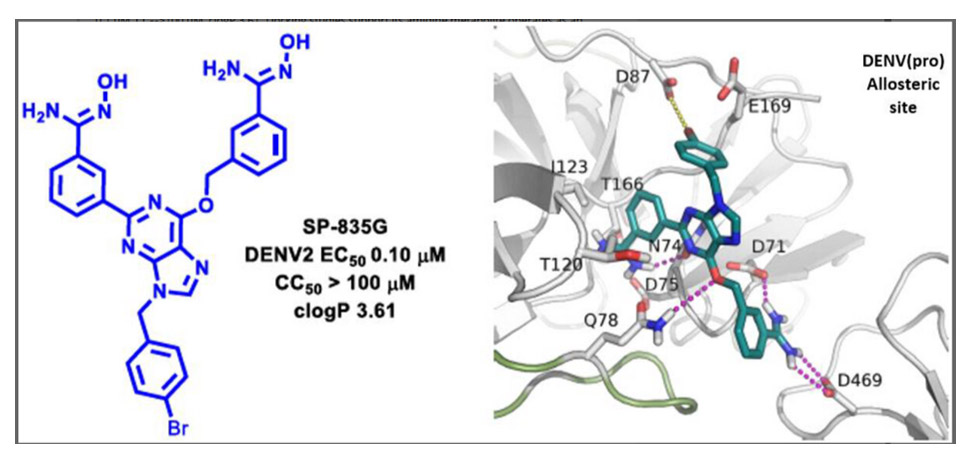 Design and Synthesis of a Potent, Cell Active Purine-Based Amidoxime Against the Dengue Virus